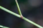 Stiff cowbane